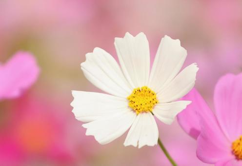 コスモス コスモス,秋イメージ,花の写真素材