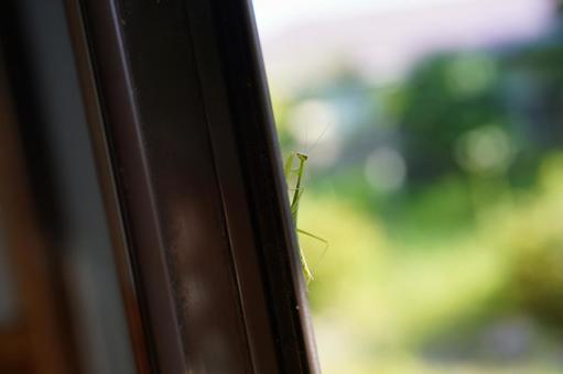 Baby Mantis A, JPG Baby Mantis A, JPG