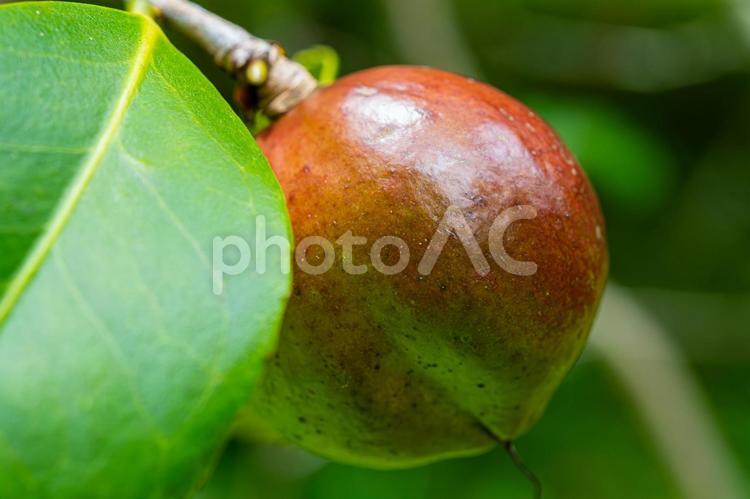 夏の椿の実 椿,実,果実の写真素材