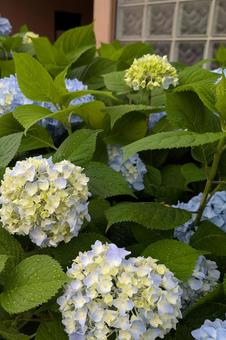 ガラスブロックと紫陽花 ガラスブロックと紫陽花の写真