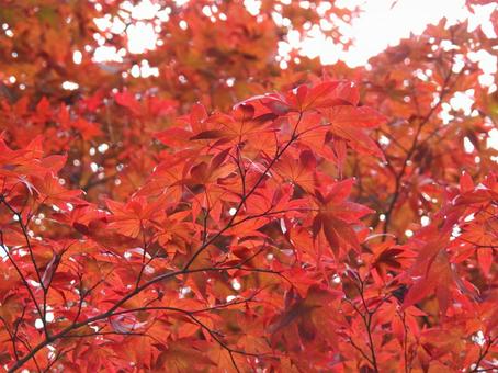 鮮やかなモミジ モミジ,紅葉,真っ赤の写真素材