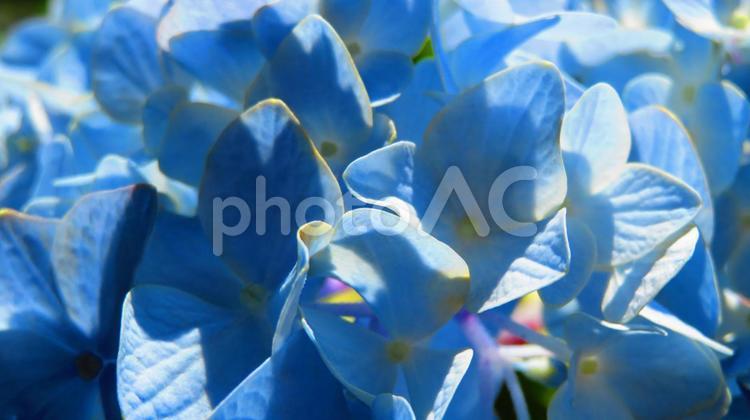 ５月下旬の自宅のあじさいの花 背景,あじさい,花の写真素材