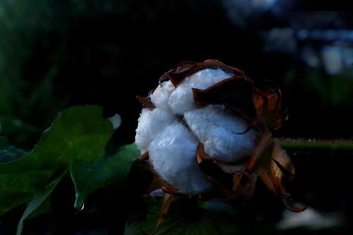 赤いつぼみの綿花 赤いつぼみの綿花 木綿,綿,花の写真素材