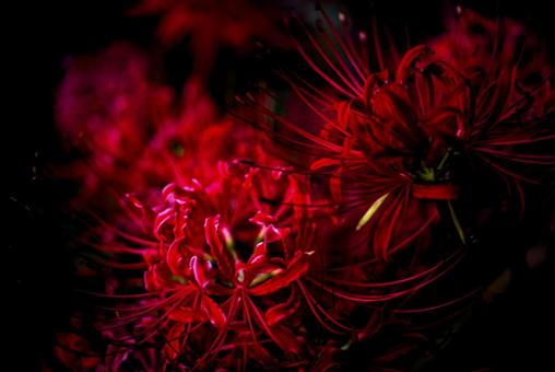 <Goto scenery> Red spider lilies blooming in the autumn grassland, JPG