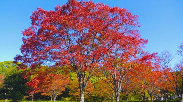 姫路城 シロトピア記念公園2 紅葉,秋,赤色の写真素材