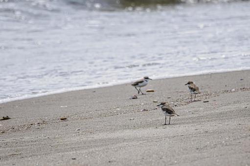 ミユビシギ(42)の写真