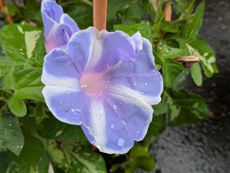 紫の朝顔 紫の朝顔 朝顔,花,flowerの写真素材