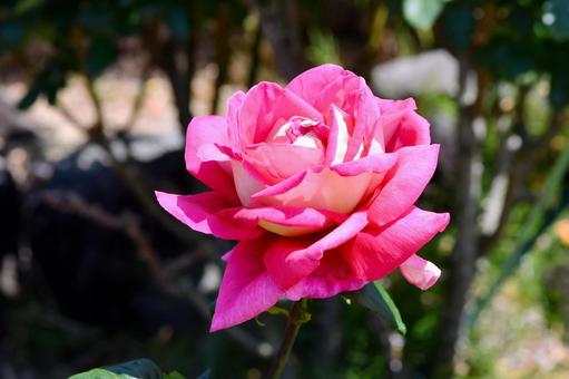 薔薇 クローネンブルグ 薔薇 クローネンブルグ 薔薇,クローネンブルグ,赤の写真素材