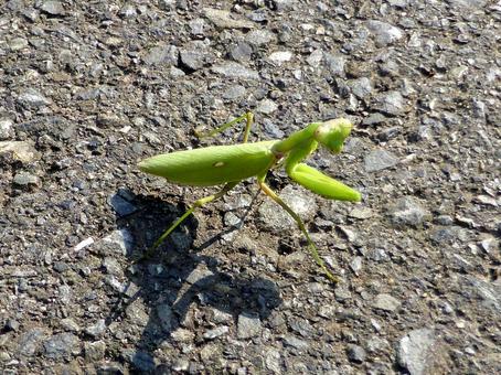歩道上で目が合ったカマキリ カマキリ,虫,昆虫の写真素材