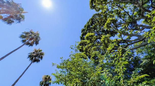 緑と青空-14 緑と青空-14 木,素材,壁紙の写真素材