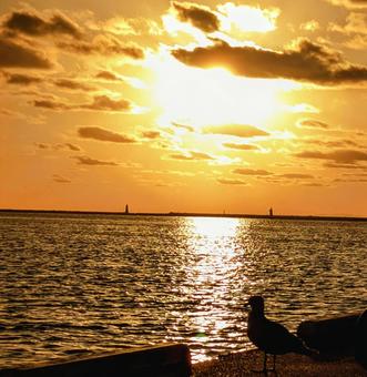 夕焼けとカモメ 夕焼けとカモメの写真