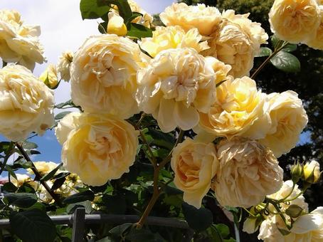 花・リクホタル 花・リクホタルの写真
