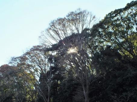 木漏れ日が眩しい秋の林 木漏れ日が眩しい秋の林の写真