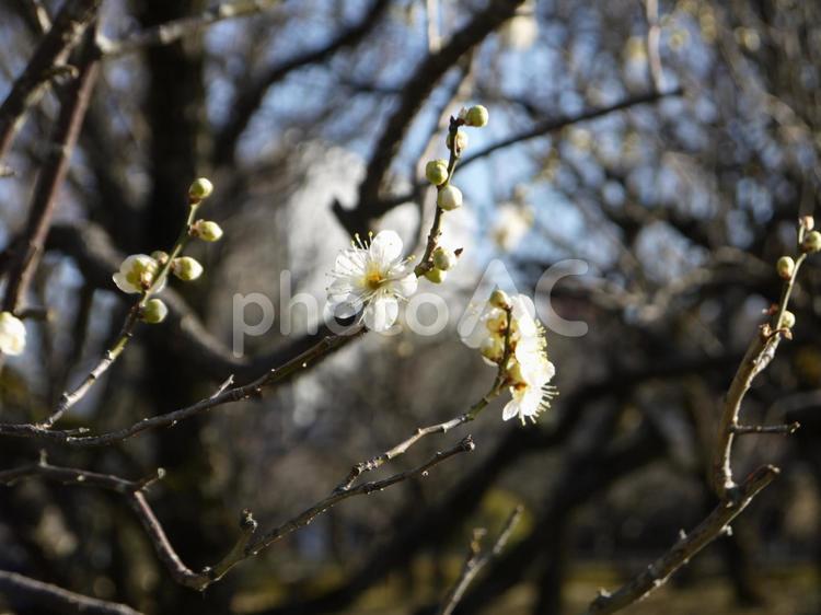 岐阜　梅林公園の白梅4 白梅,梅,春の写真素材