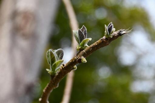 ３つ並んだ桐の新葉 桐,キリ,葉の写真素材