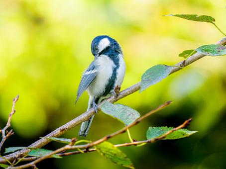 枝にとまるシジュウカラ 枝にとまるシジュウカラ シジュウカラ,野鳥,鳥の写真素材