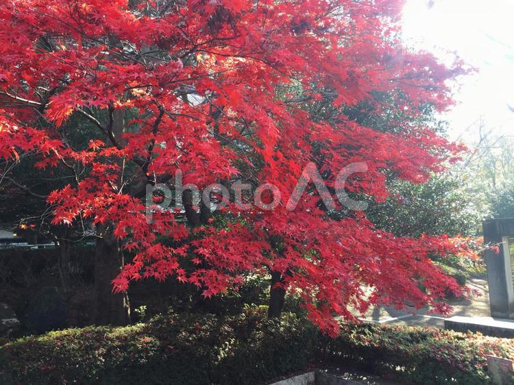 埼玉県狭山市役所横の公園 埼玉県,狭山市,狭山の写真素材