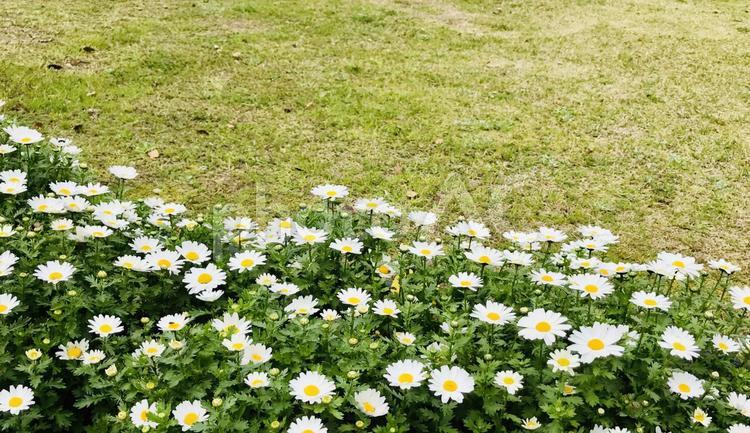 芝生とフランスギク 自然,草,夏の写真素材
