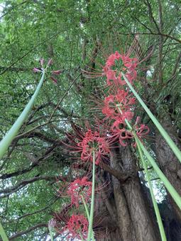 秋のお彼岸に咲き始めた彼岸花 彼岸花,花,秋の写真素材