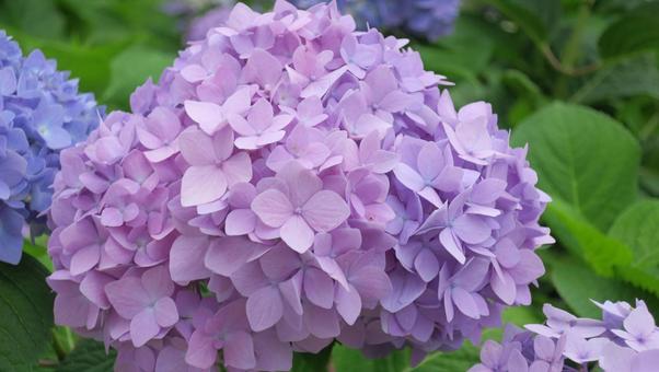 アジサイ あじさい,アジサイ,屋外の写真素材