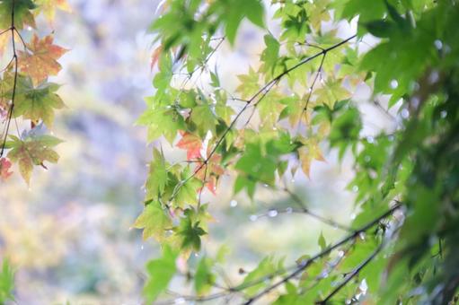 もみじ もみじ,紅葉,葉っぱの写真素材