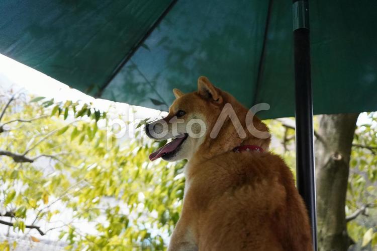 柴犬　植木鉢　バックショット　振り返り 柴犬,ペット,カワイイの写真素材