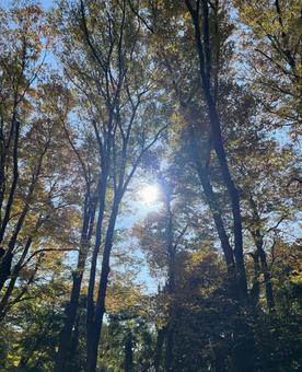 あたたかな秋の木漏れ日 木,自然,木漏れ日の写真素材