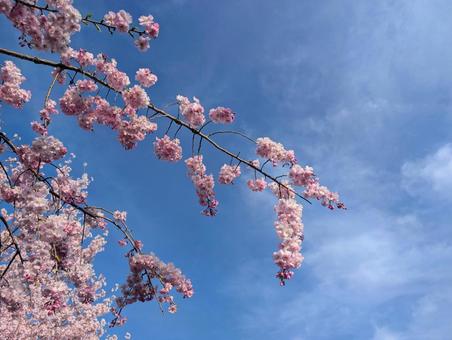 美しい青い空と満開の桜 美しい青い空と満開の桜の写真