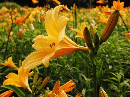 ニッコウキスゲ・ゼンテイカ　アップ ニッコウキスゲ,高山植物,夏の写真素材