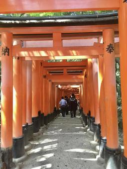 千本鳥居(伏見稲荷大社) 千本鳥居(伏見稲荷大社) 千本鳥居,伏見稲荷大社,神社の写真素材
