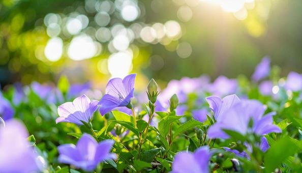 桔梗の花 桔梗の花の写真