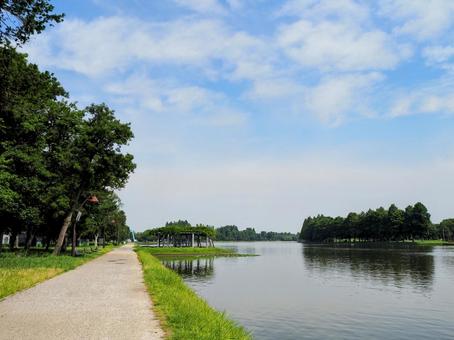 夏の水元公園・緑の散歩道&池(葛飾区) 夏の水元公園・緑の散歩道&池(葛飾区)の写真