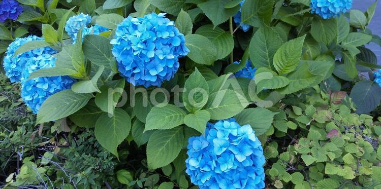 風渡るコンコースの青い紫陽花（大崎近6月 あじさい,アジサイ,自然の写真素材