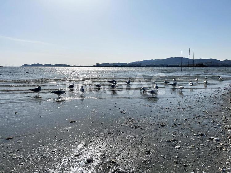 干潟とカモメと青空 干潟,潟,海岸の写真素材