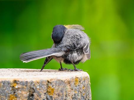 羽をいじるシジュウカラ 羽をいじるシジュウカラ シジュウカラ,野鳥,鳥の写真素材