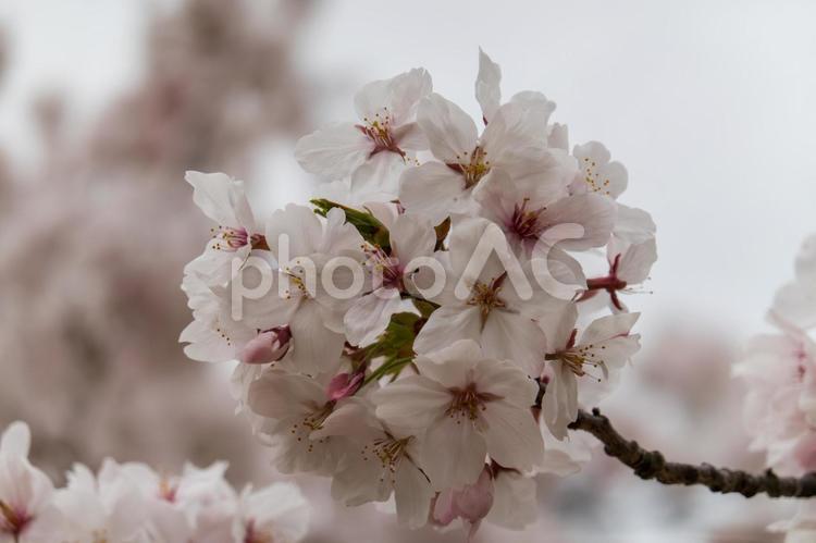 曇りの日の桜の静けさ 桜,花,空の写真素材