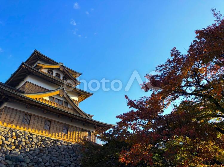 長野・秋の高島城（早朝） 紅葉,青空,秋の写真素材