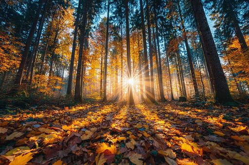 光に包まれた秋の風景の写真