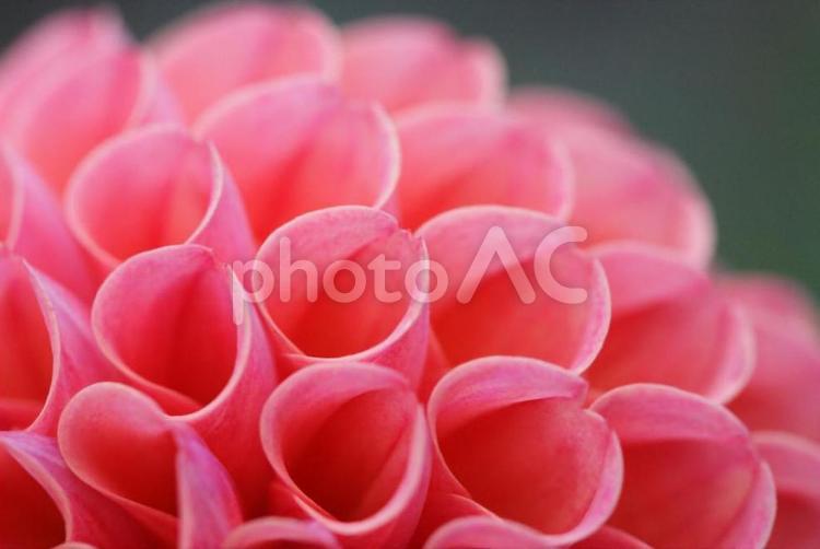 オレンジのダリアのクローズアップ 花,ダリア,赤の写真素材
