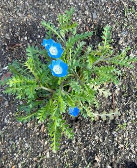 Nemophila, JPG