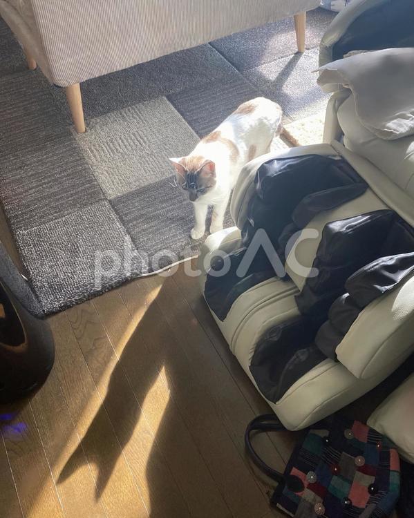 ご自身の影を見つめるシャム系猫さん ねこ,シャムトラ,視線の写真素材