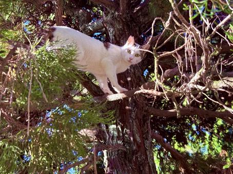 木に登ったシロキジ猫 木に登ったシロキジ猫の写真