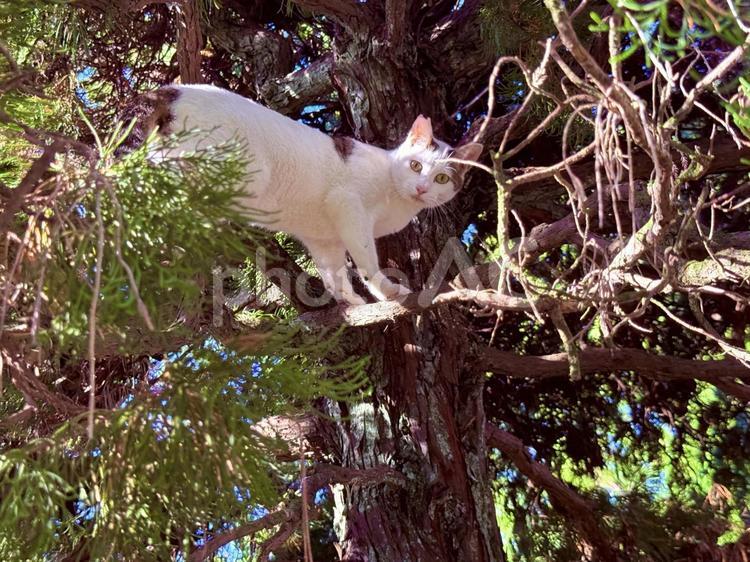 木に登ったシロキジ猫 猫,ネコ,のらねこの写真素材
