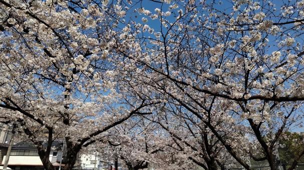散歩途中で見かけた公園に咲く桜 散歩途中で見かけた公園に咲く桜の写真