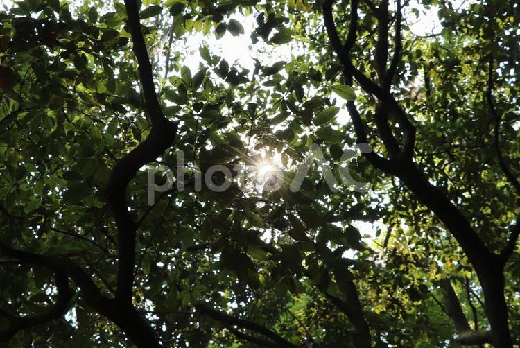 森の木漏れ日 森,木漏れ日,緑の写真素材