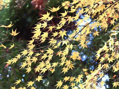 秋のイメージ　紅葉したモミジ 紅葉,もみじ,見頃の写真素材