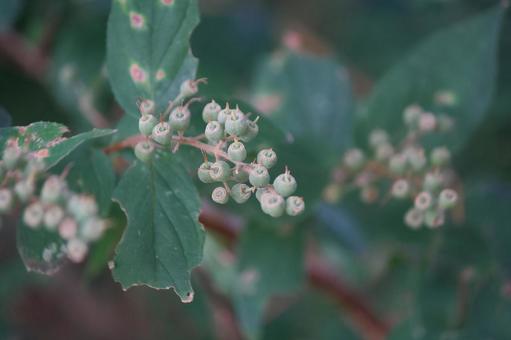 ウズキの実の写真