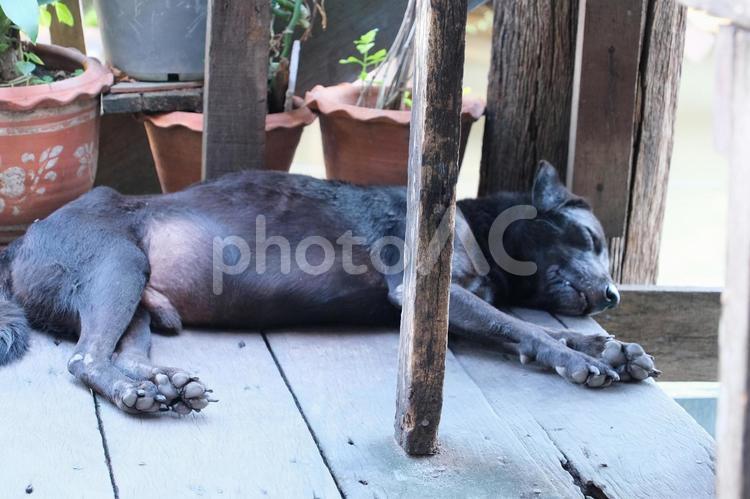 タイの野良犬 犬,風景,自然の写真素材