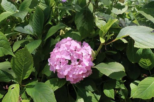 Pink hydrangea, JPG Pink hydrangea, JPG