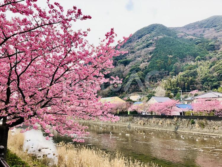 河津桜と河津町 河津桜,河津町,桜の写真素材
